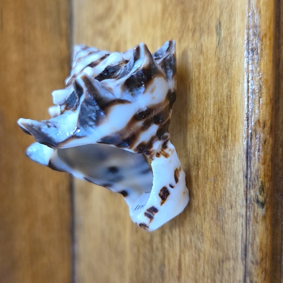 Natural Shell Ring Size 6 - Picture 2 of 5